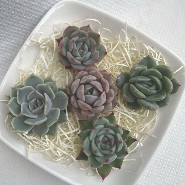多肉植物 カット苗 寄せ植え 5種アソート