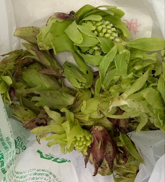 新潟県魚沼産天然ふきのとう 500g入り1箱