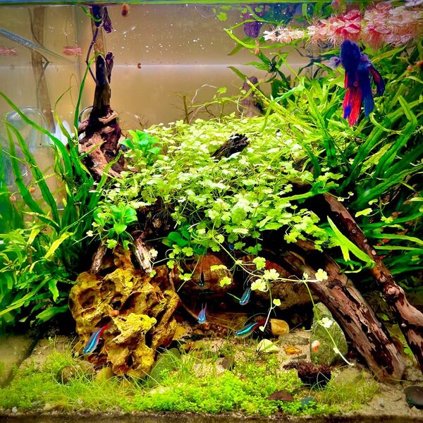 ミクロソリウム ナロー 水草 水中葉 10株 無農薬 水草