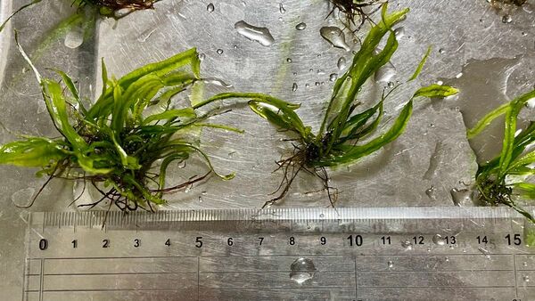 ミクロソリウム ナロー 水草 水中葉 6株 無農薬
