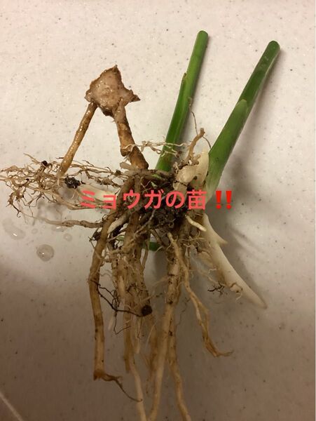 ミョウガの苗《5株程 大きさは色々です》薬味や酢漬けなどに……自宅で育ててみませんか?