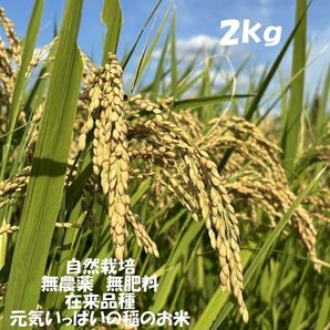 【narasana様専用】自然栽培 奈良県産 玄米10kg 無農薬 無肥料 疎植 在来品種 天日干し 手植え 【香り米3合おまけ】