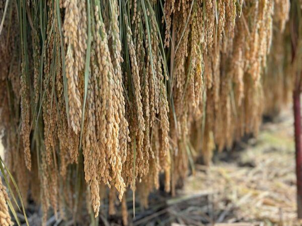 自然栽培 もち米(白米) 1.5kg (一升)無農薬 無肥料 無施肥 疎植一本植 天日干し 手植え 稲架掛け 餅米 はざかけ