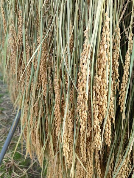 自然栽培 もち米(白米) 1.5kg (一升)無農薬 無肥料 無施肥 疎植一本植 天日干し 手植え 稲架掛け 餅米 はざかけ
