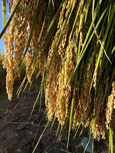 自然栽培 もち米(白米) 1.5kg (一升)無農薬 無肥料 無施肥 疎植一本植 天日干し はざかけ 奈良県産【現在出品分で完売】