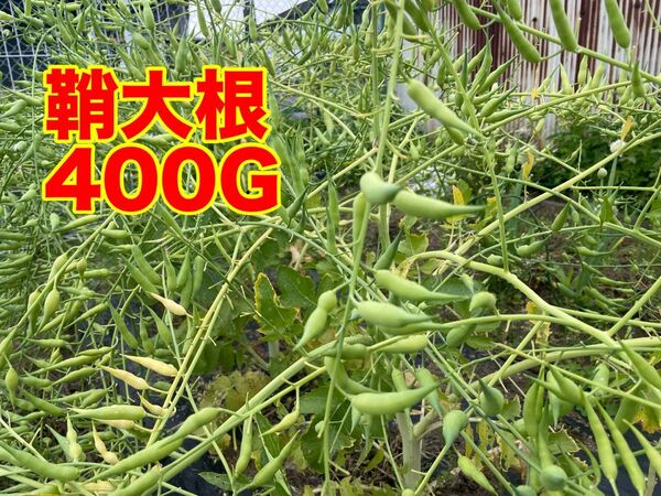 鞘大根 大根の鞘 400G 野菜 栽培期間中 農薬不使用