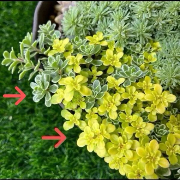 多肉植物 セダム カット苗 2種