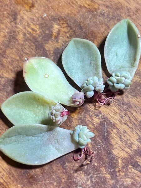 多肉植物 子株 根っこ良い感じ エケベリア