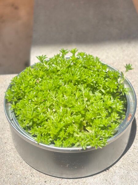 セダム 多肉植物 根つき
