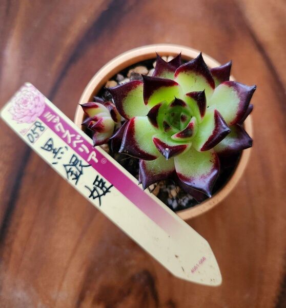 札付き 058 黒銀姫 ミックスベリア 抜き苗発送 多肉植物