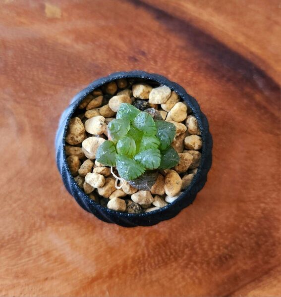 鉢つき ハオルチア オブツーサ 多肉植物