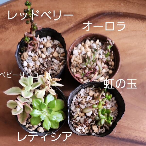 多肉植物 オーロラ 虹の玉 レッドベリー レティシア ベビーサンローズ 抜き苗発送