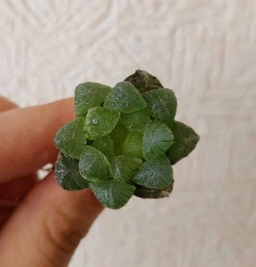 ハオルチア オブツーサ 抜き苗発送 多肉植物