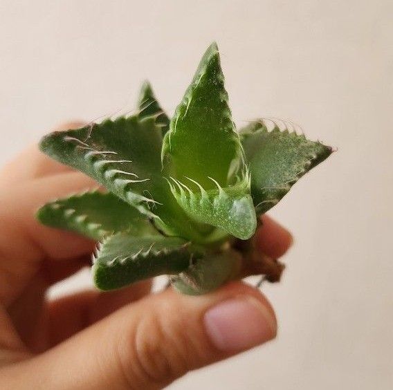 フォーカリア 四海波 カット苗 大きめ 多肉植物
