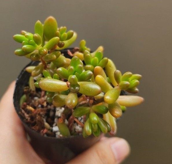 虹の玉 多肉植物 発根済み セダム 多肉植物セダム