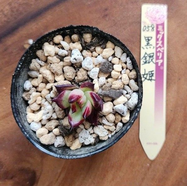 058 黒銀姫 ミックスベリア 抜き苗発送 多肉植物