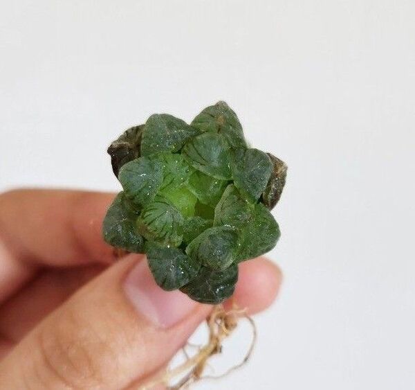 ハオルチア オブツーサ 子株つき 抜き苗発送 多肉植物