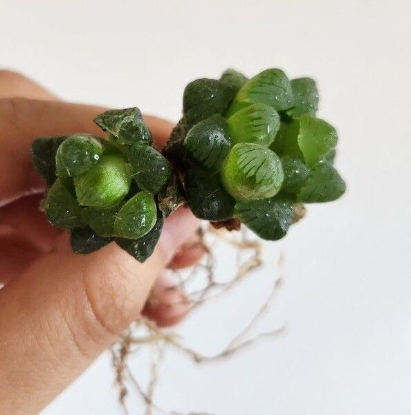 ハオルチア オブツーサ 抜き苗発送 多肉植物 2個セット