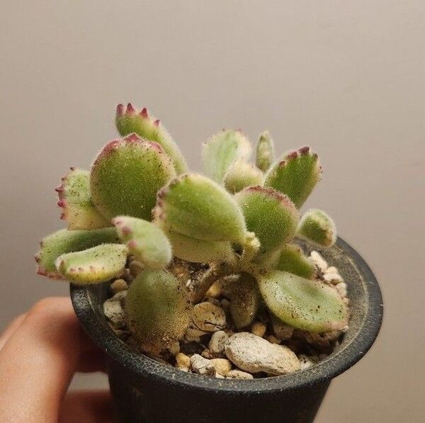 熊童子錦 抜き苗発送 多肉植物