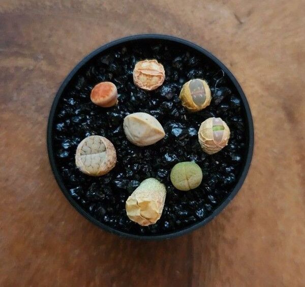 リトープス セット 抜き苗発送 多肉植物