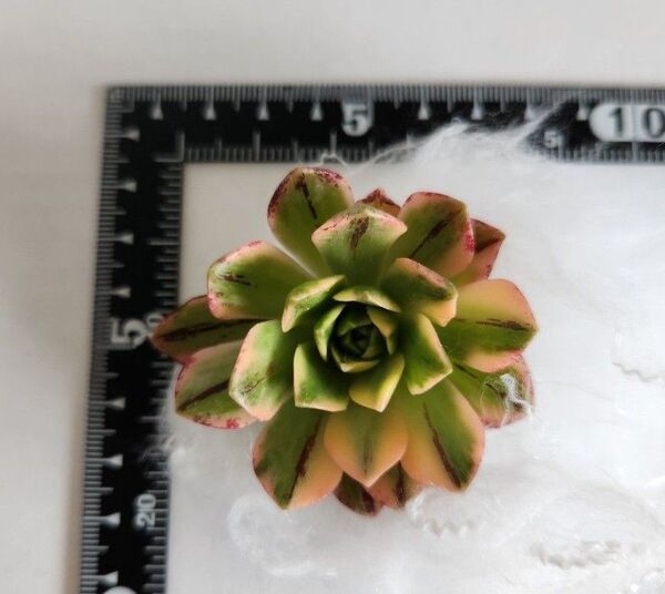 ブロンズメダル錦 アエオニウム カット苗 観葉植物 多肉植物
