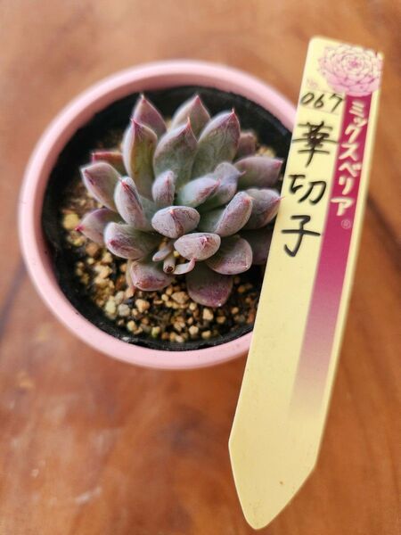 札付き 067 華切子 おらいさん苗 ミックスベリア