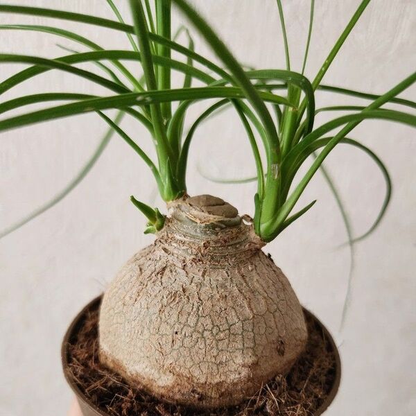 トックリラン ポニーテール 抜き苗 塊根植物