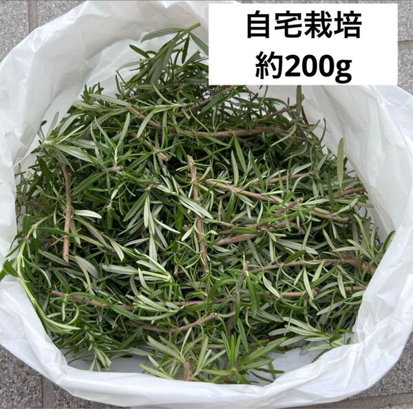 新鮮 ローズマリー ハーブ200g 自宅栽培 無農薬 匿名 当日発送