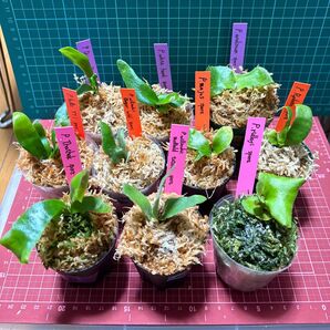 ★ビカクシダ10種セット 胞子培養苗