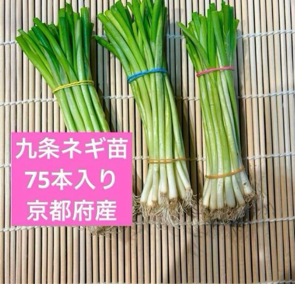 京都府産 九条ネギ苗 75本 家庭菜園や畑に!甘くて柔らか