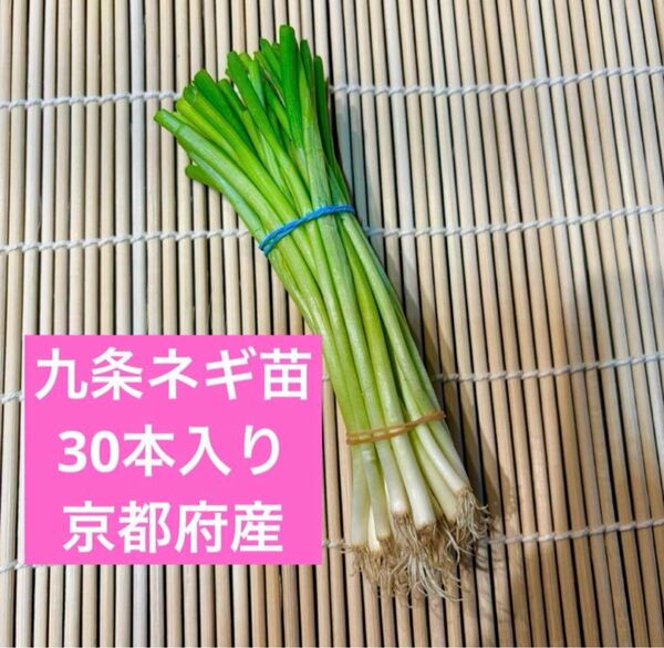 京都府産 無農薬 九条ねぎの苗 30本