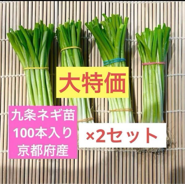 京都府産 九条ネギ苗 200本 家庭菜園や畑に!甘くて柔らか