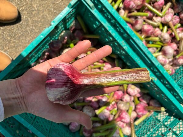京都府産 生にんにく 無農薬 20個