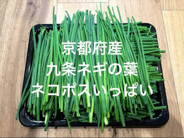 【訳あり】九条ネギの葉 ネコポスいっぱい