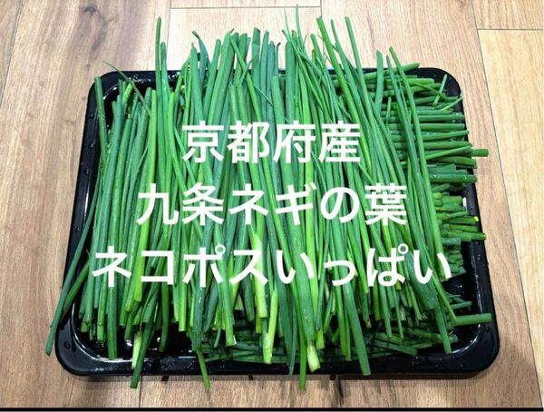 【訳あり】九条ネギの葉 ネコポスいっぱい