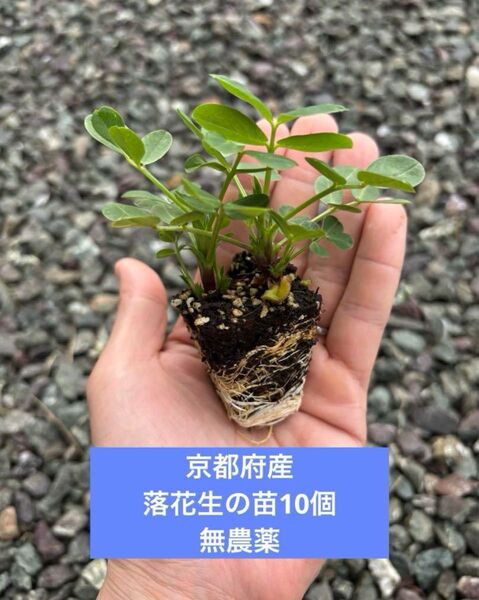 京都府産 無農薬 落花生の苗10個