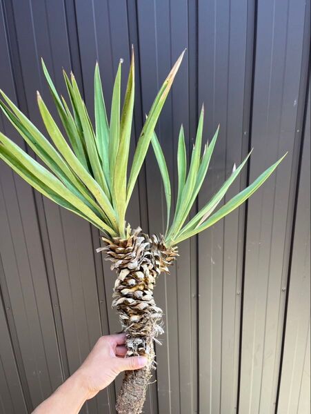 【激安】ユッカグロリオサ 2頭 切り株 Yucca ドライガーデン 現品