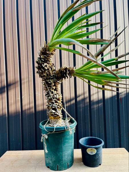 ユッカグロリオサ キミガヨラン 2ヘッド Yucca ドライガーデン 幹立ち