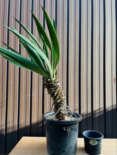 ユッカグロリオサ キミガヨラン Yucca 幹立ち ドライガーデン