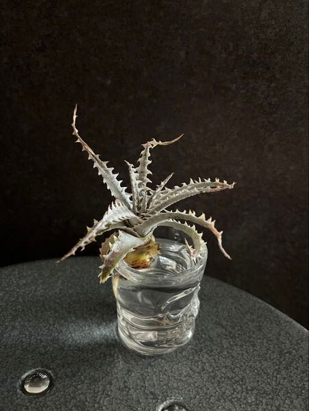 【発根済み】ディッキア リトルウィング Dyckia Little Wing② 子株 発根