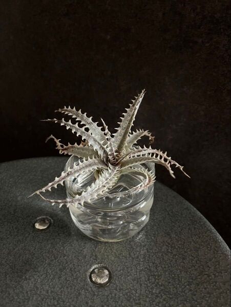 【発根済み】ディッキア リトルウィング Dyckia Little Wing ① 子株 発根