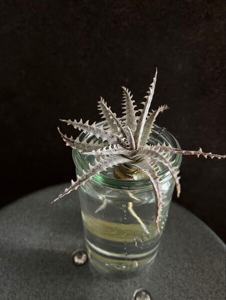 【発根済み】③ ディッキア リトルウィング Dyckia Little Wing 子株 発根