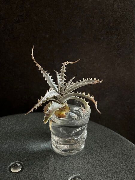 【発根済み】ディッキア リトルウィング Dyckia Little Wing② 子株 発根