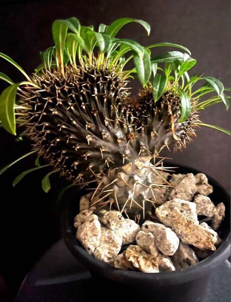 パキポディウム ラメリー 綴化 クリスタータ Pachypodium 発根