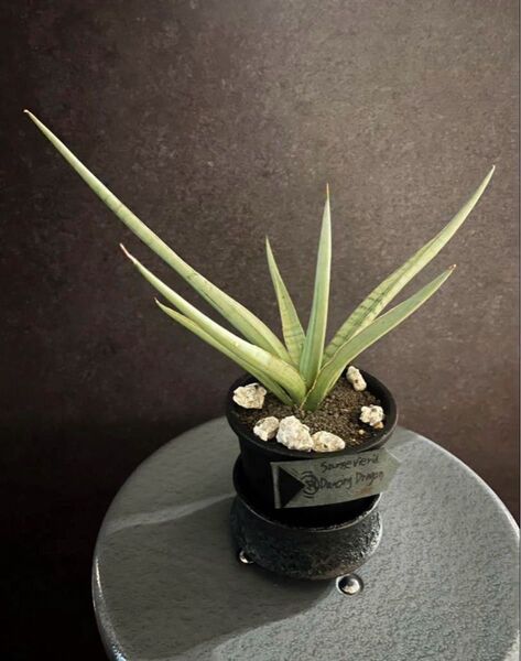 本物 【超希少】サンスベリア ダンシングドラゴン Dancing Dragon Sansevieria アガベ