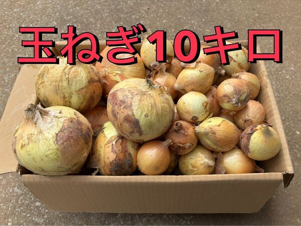 玉ねぎ 10kg 長崎県島原半島産 新玉ねぎ 産地直送 新玉ねぎ