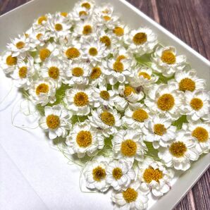 ドライフラワー はなかんざし40輪