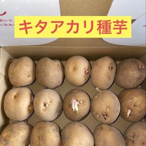 【残り僅か】北海道産 じゃがいも 種芋 キタアカリ サイズSやM 1.0g前後15玉