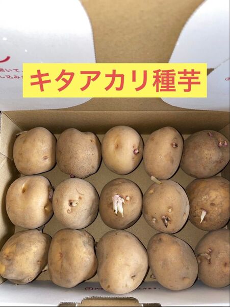 【残り僅か】北海道産 じゃがいも 種芋 キタアカリ サイズSやM 1.0g前後15玉