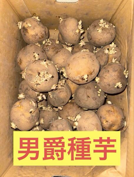 【残り僅か】北海道産 じゃがいも 種芋 男爵 サイズL以上 5kg 18玉前後
